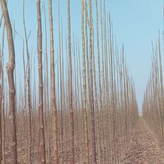太康县 3-4-5公分楸树量大价格便宜