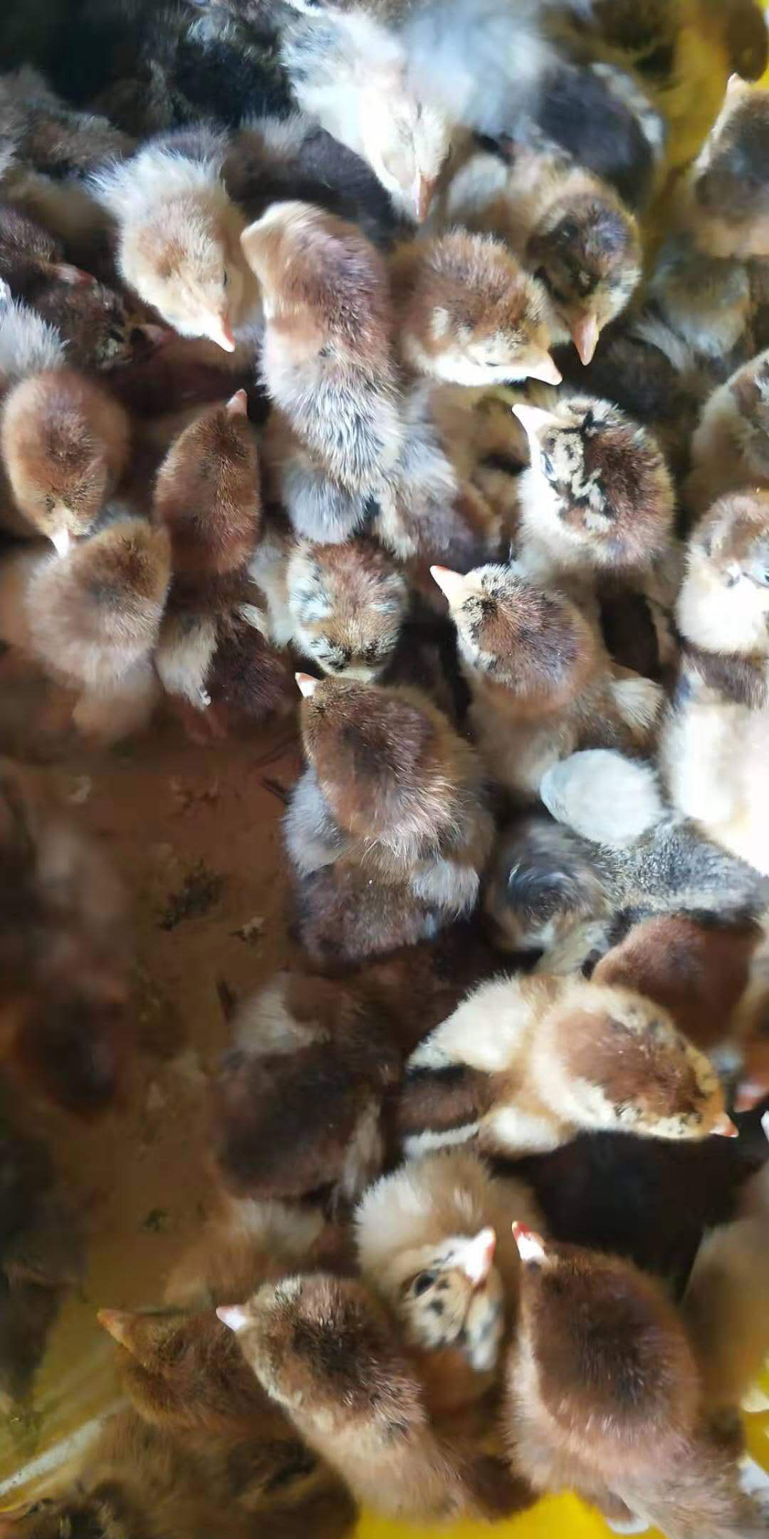 [麻鸡苗批发] 青脚鸡苗价格5.5元/只 - 惠农网