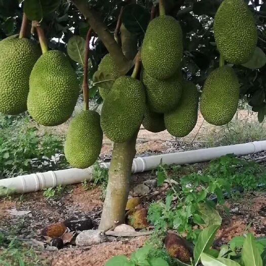 北流市四季菠萝蜜苗  各广西广东海南