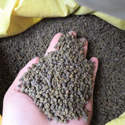 柳城县 不开口小颗粒广西吴茱萸大货待售产地直供