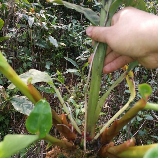 福贡县草果苗，一年  苗  两年苗   三年苗  量大从优