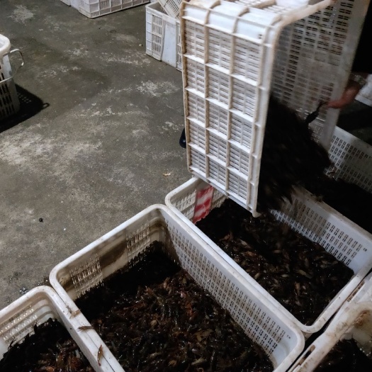 南县小龙虾苗  虾苗品质优良，价格美丽，100尾左右一斤！