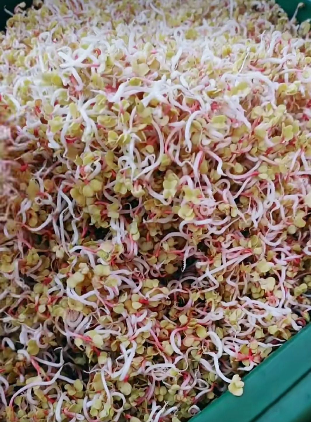  萝卜芽是不想绿叶的嫩芽！口感微辣，凉拌 卷饼