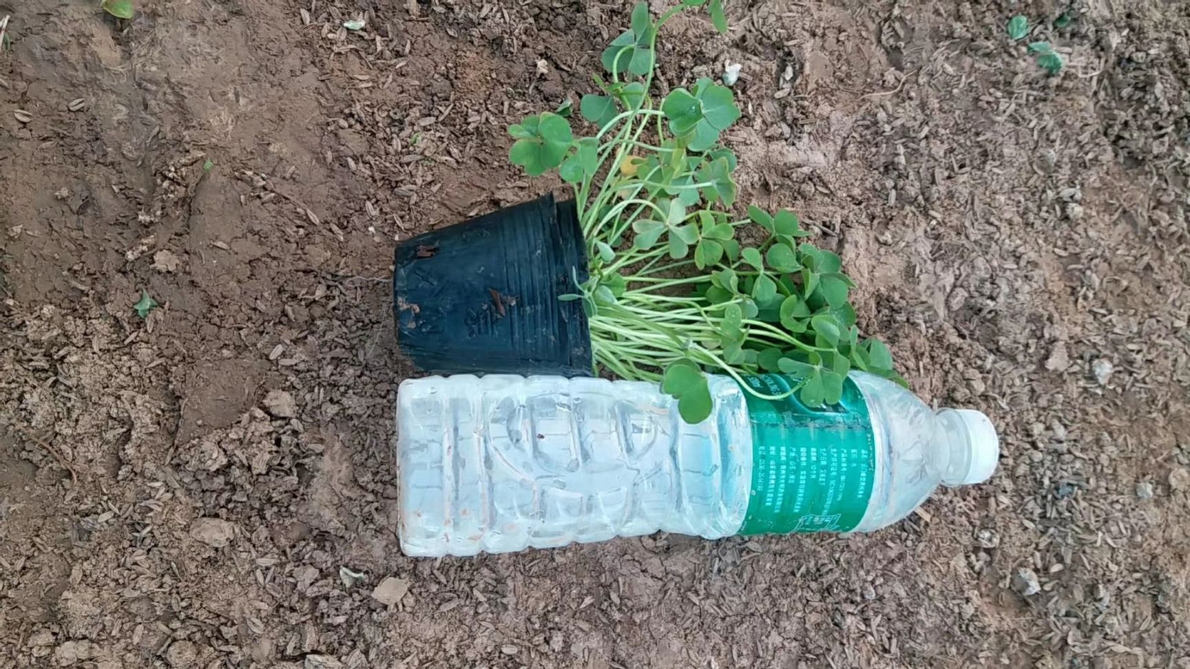 红花酢浆草 自家红花炸浆草