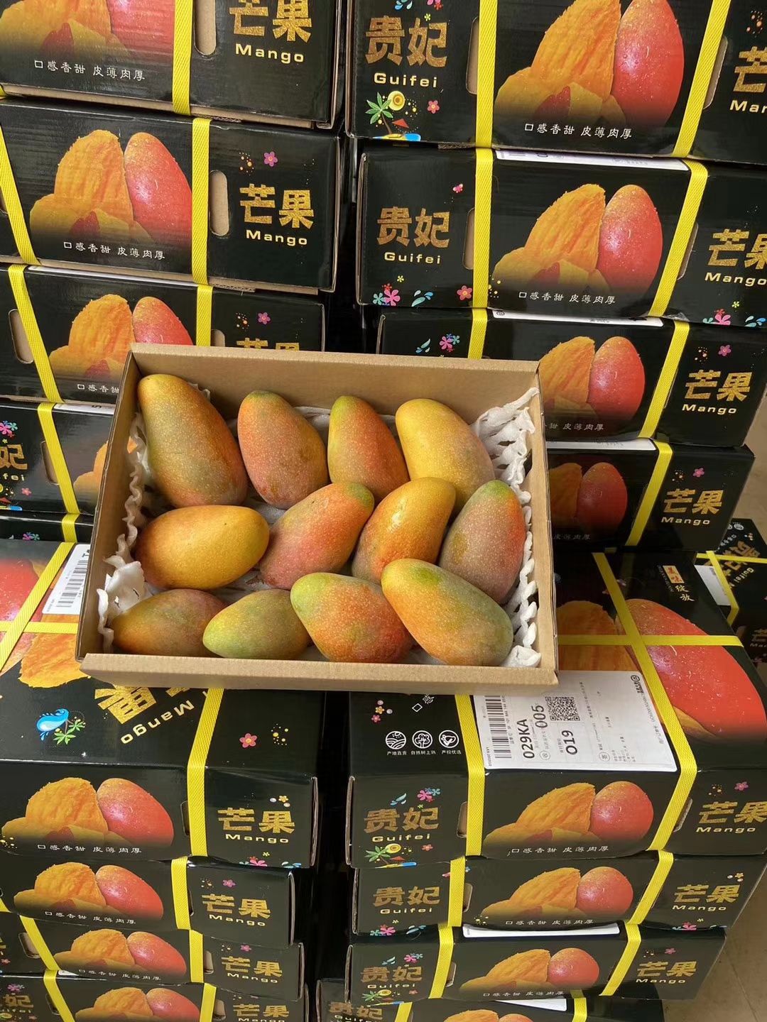  海南三亚树上熟贵妃芒