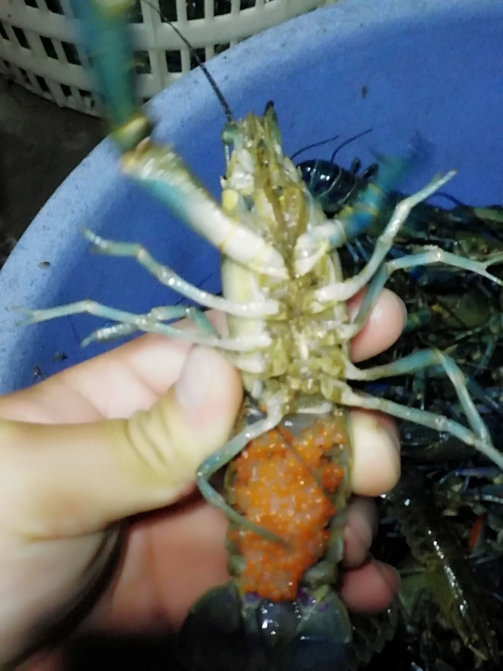 澳洲淡水小龙虾