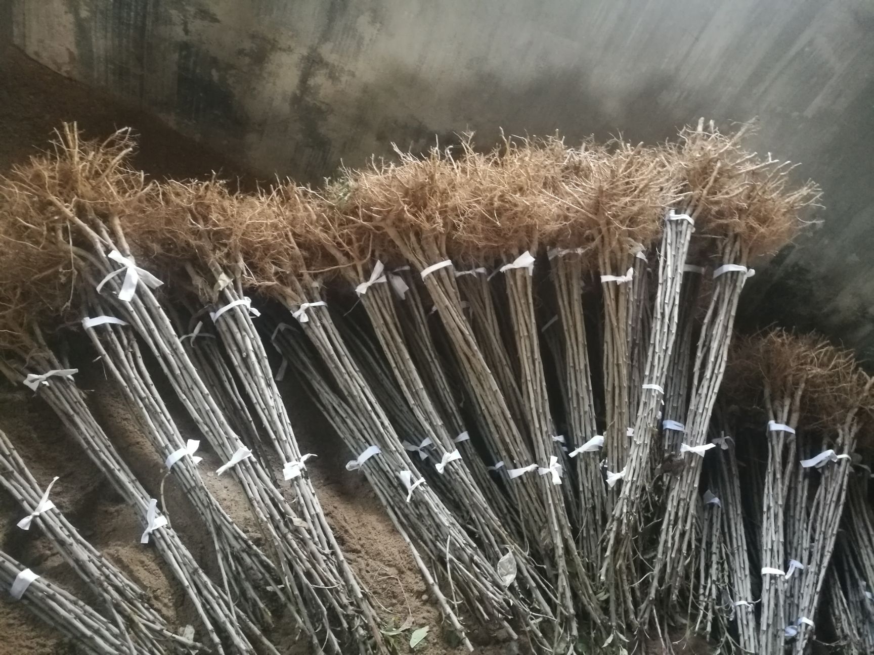 沙王樱桃苗 沙王苗