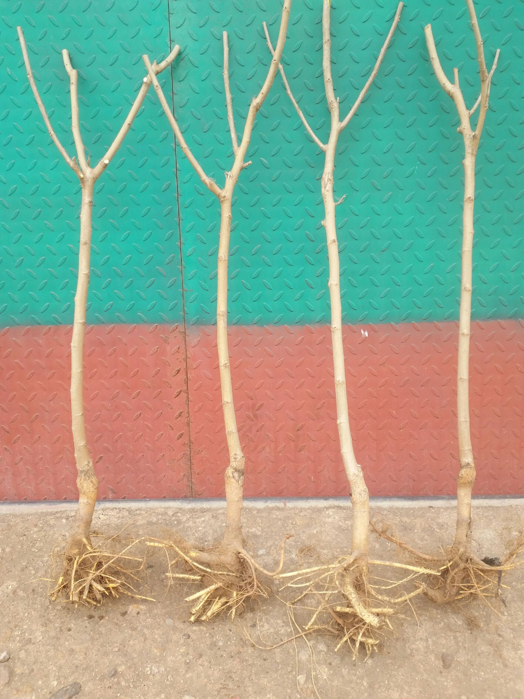 黑珍珠桑树苗 桑椹树苗，亩产效益万元不等