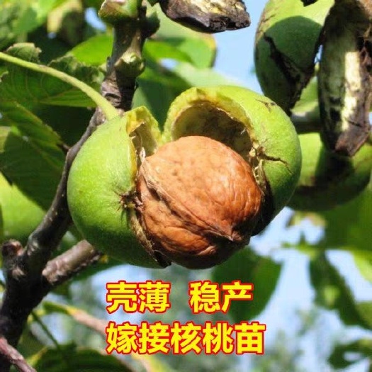 平邑县薄皮核桃苗 8518薄皮核桃