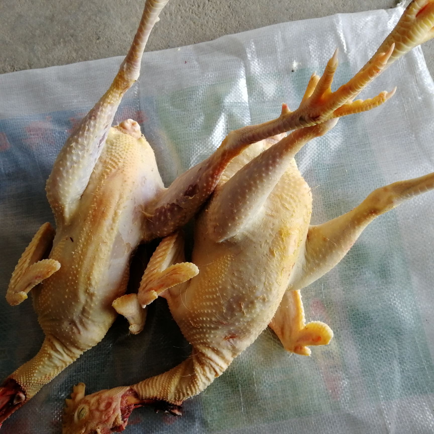 安徽皖南黄散养土老母鸡 黄油300天以上散养老母鸡老公鸡