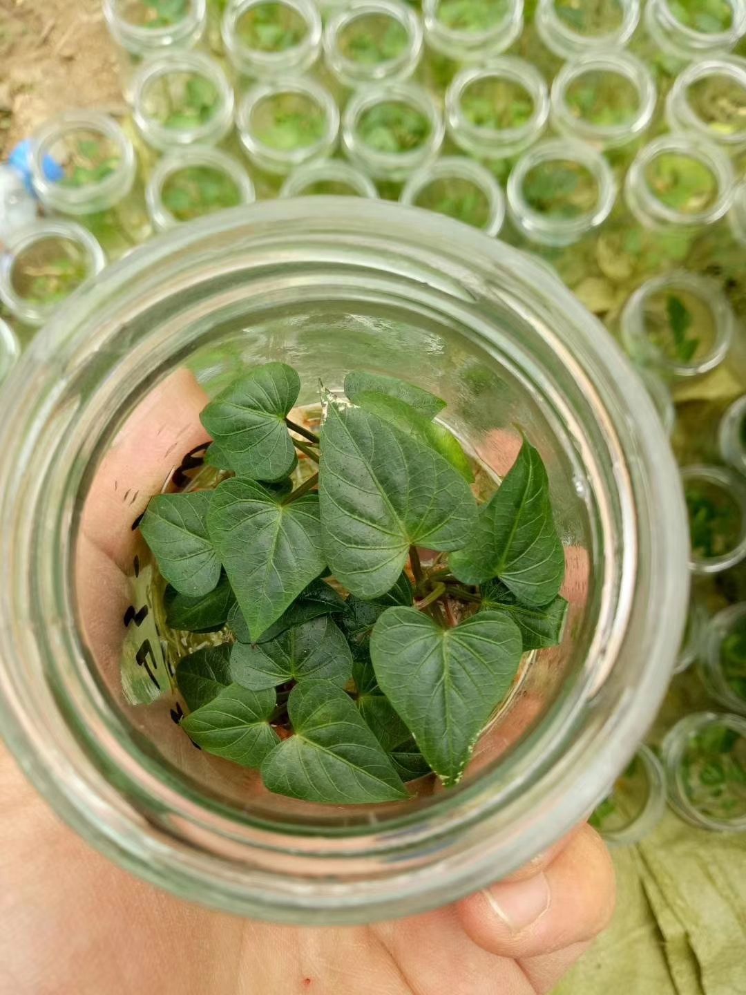 山西地区秦五，商薯19，哈密，西瓜红脱毒薯苗
