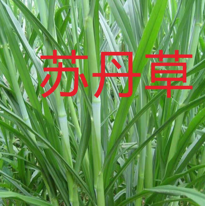  苏丹草种子牧民的饲料草牛马羊鸡鸭兔爱吃的牧草