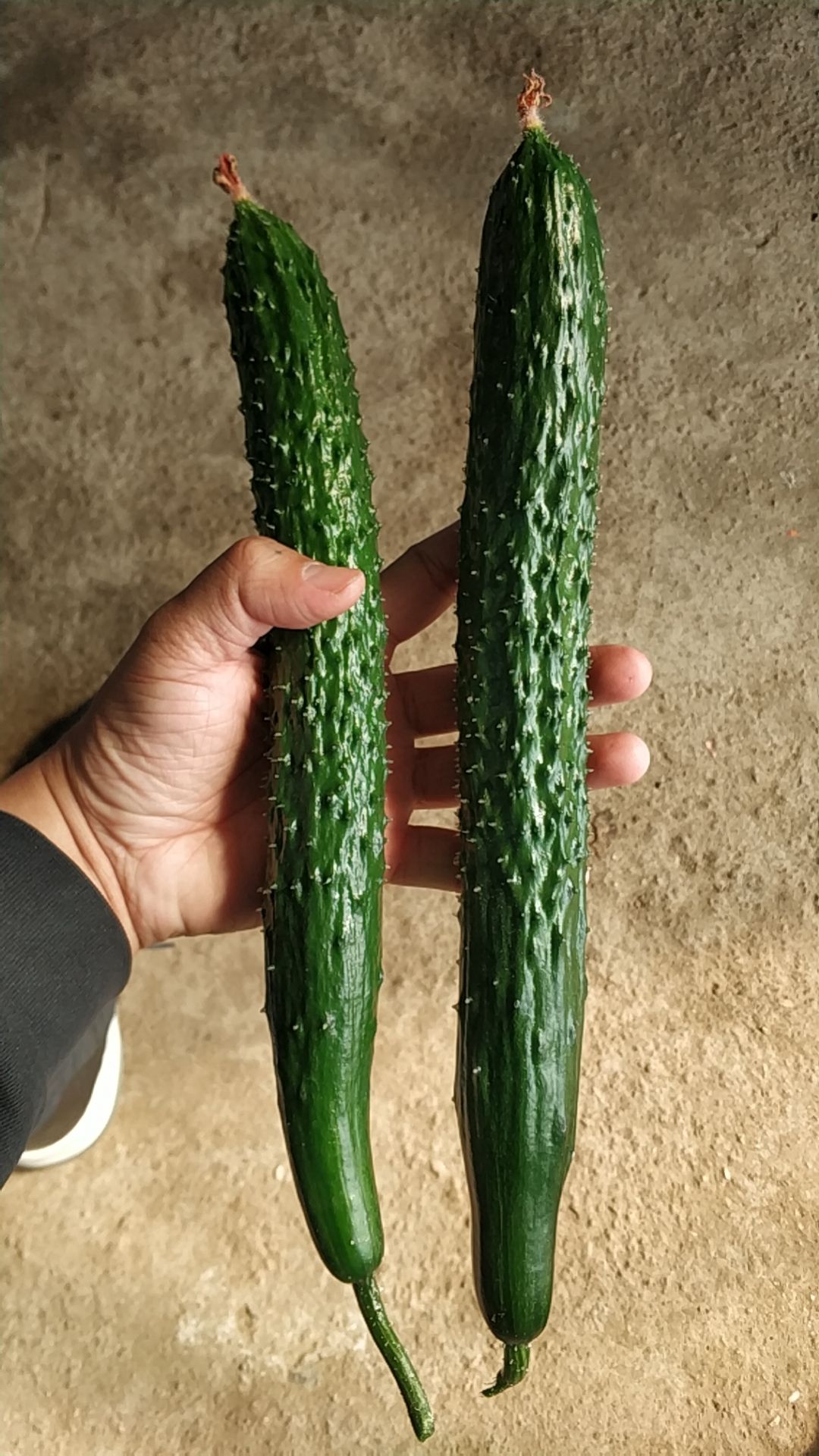 黄瓜种苗 密刺黄瓜苗