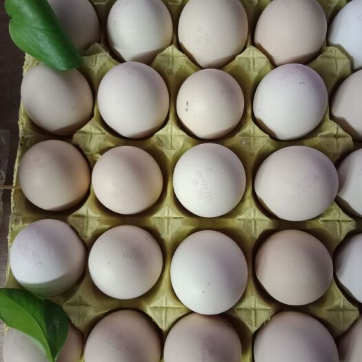 梧州土鸡蛋 食用 箱装