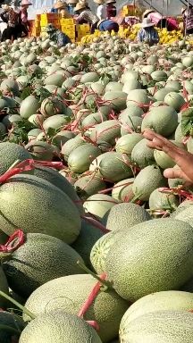  海南哈密瓜！西州蜜25号特甜，特脆