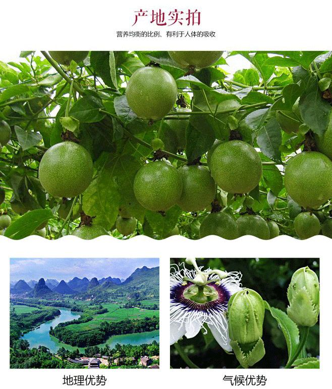 一件代发紫香一号百香果  江西百香果大果新鲜水果