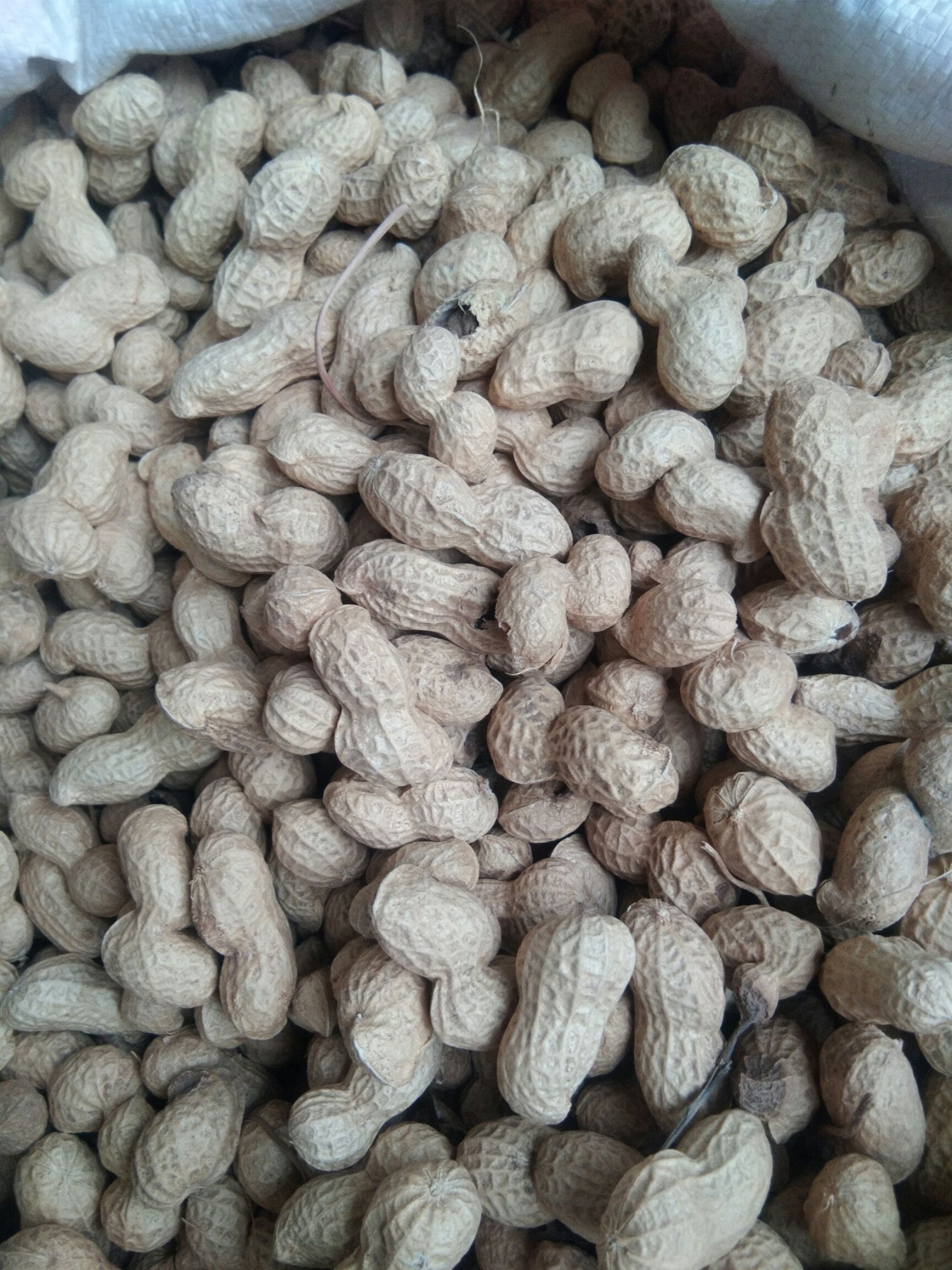 秕花生 带壳花生 干货