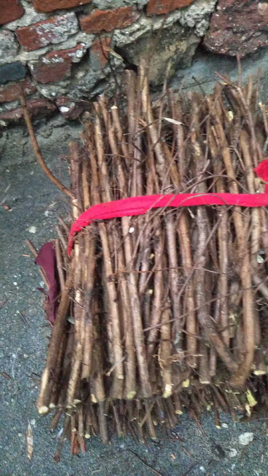 蔓荆子苗 江西单叶蔓荆子枝条