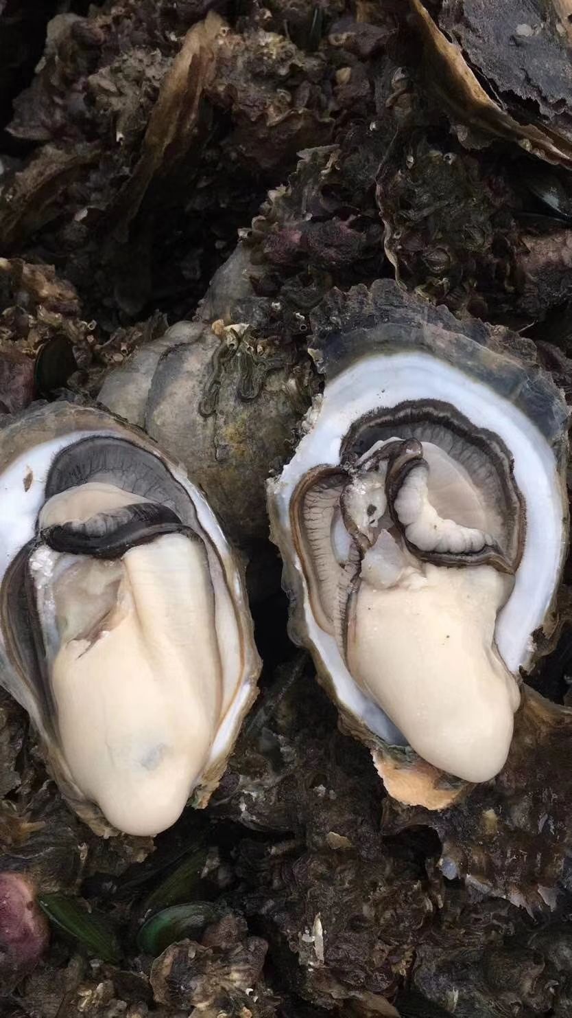 湛江牡蛎 湛江生蚝，产地直销，大中小规格