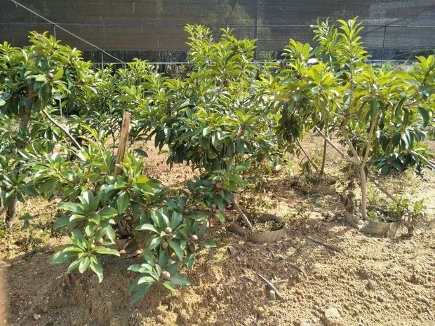 人心果树苗 人心果苗四季南方种植越南果树苗当年结果盆栽地栽人参果带果发货