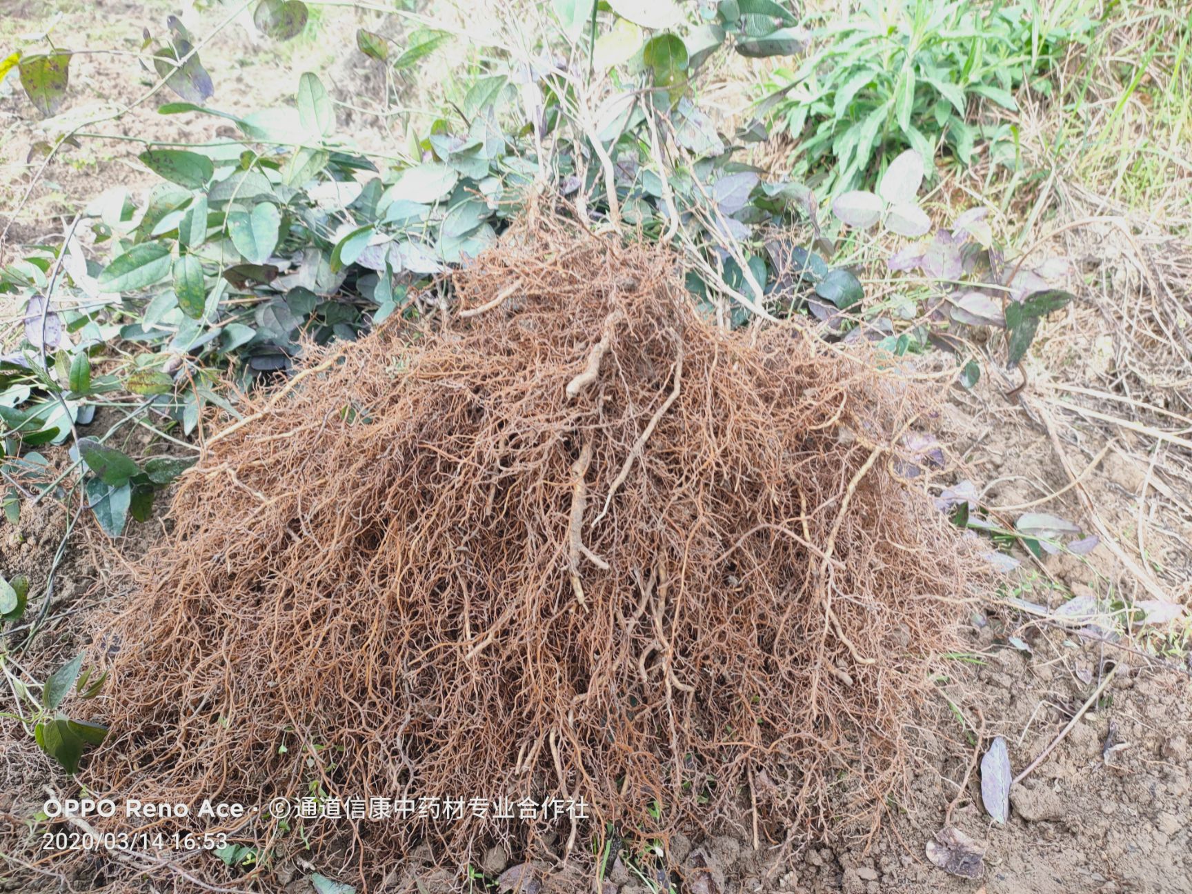 八月瓜苗  紫宝三号   优质品种  籽少肉多  第二年保证挂果