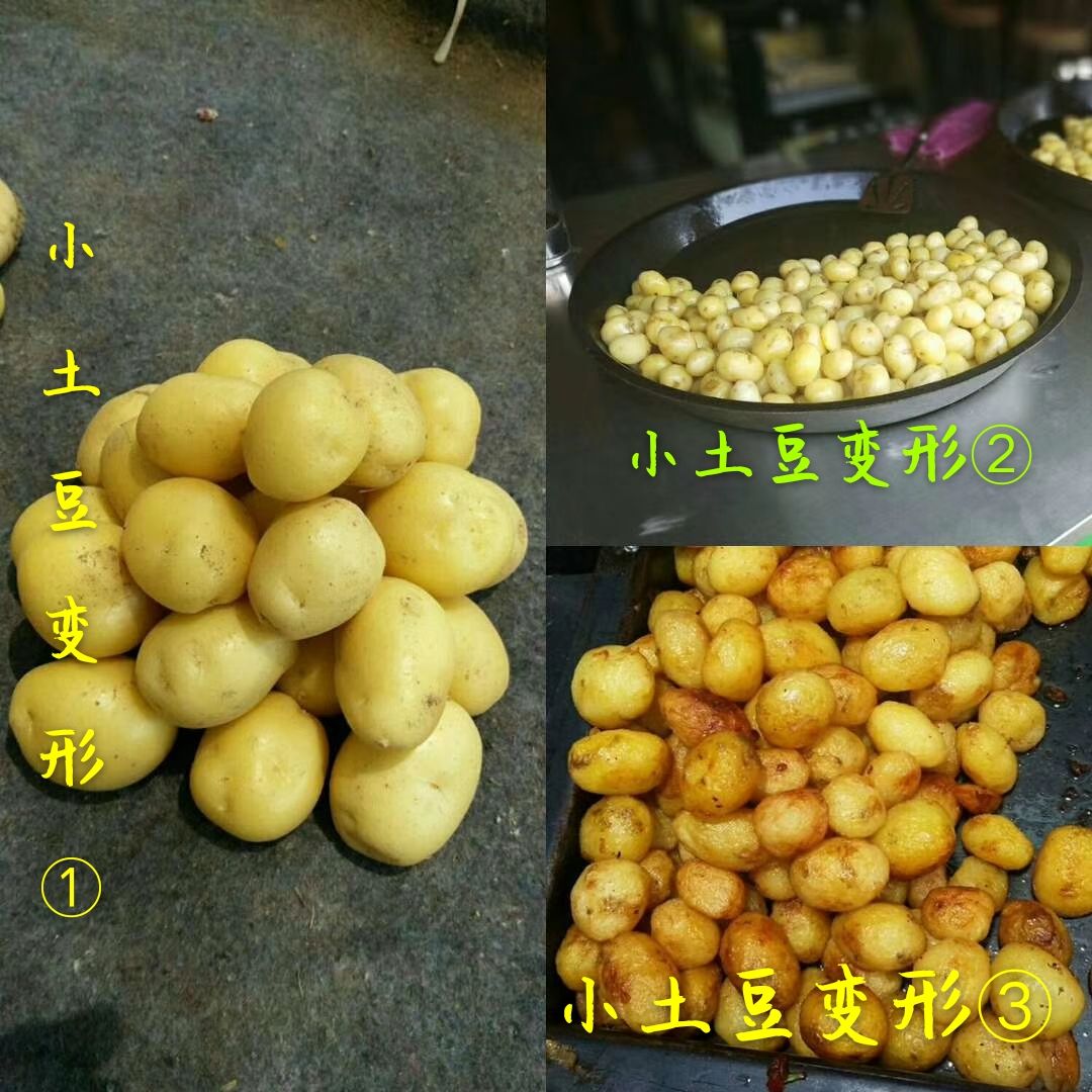 油炸迷你土豆迷你小土豆迷你小洋芋恩施神农架炕小土豆专业供应商