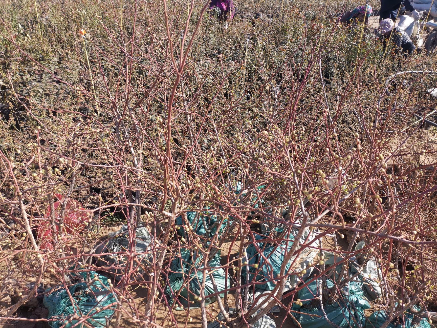  藍莓苗木夏普藍藍雙豐兔眼萊格西薄霧盆景地栽水果樹南北方庭院