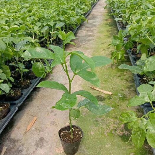 灵山县木瓜百香果苗 广西灵山县优鲜专业合作社