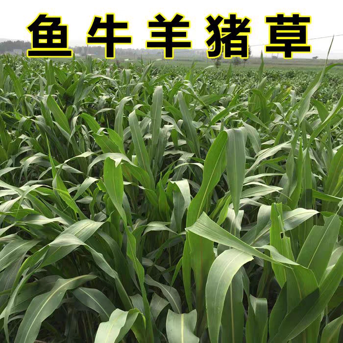  苏丹草种子牧民的饲料草牛马羊鸡鸭兔爱吃的牧草