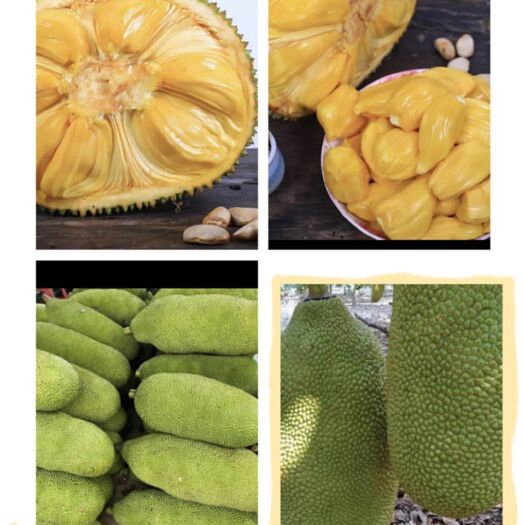 温县 海南菠萝蜜