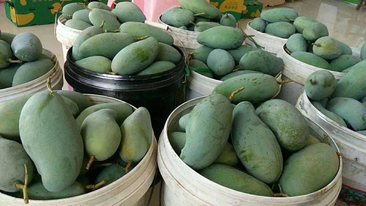 台农芒  百色芒果快上市了欢迎老板定购