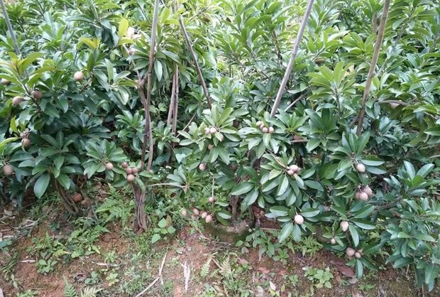 人心果树苗 人心果苗四季南方种植越南果树苗当年结果盆栽地栽人参果带果发货