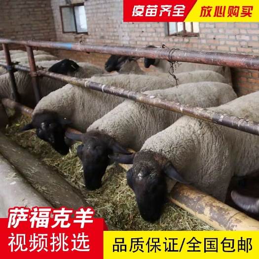 郓城县 萨福克绵羊种羊多少钱一只，农村创业小项目