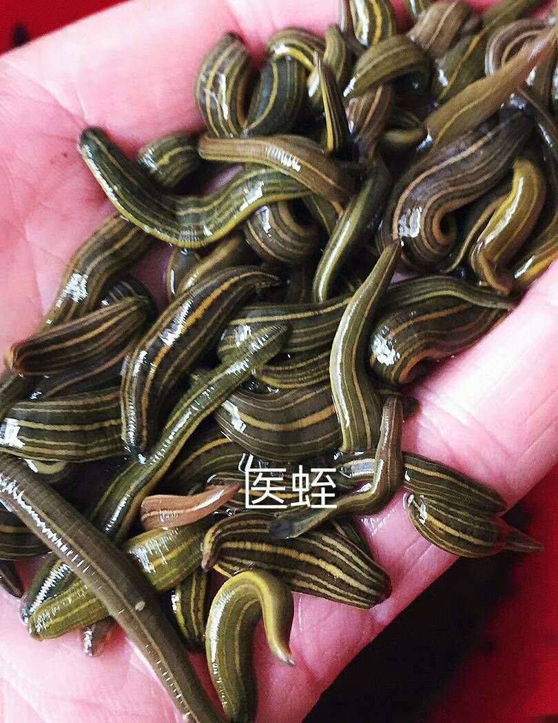 日本医蛭  医蛭蚂蟥购销，投资少，周期短，收益快
