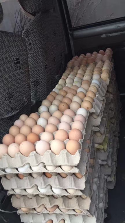 栖霞市毛蛋 食用 箱装