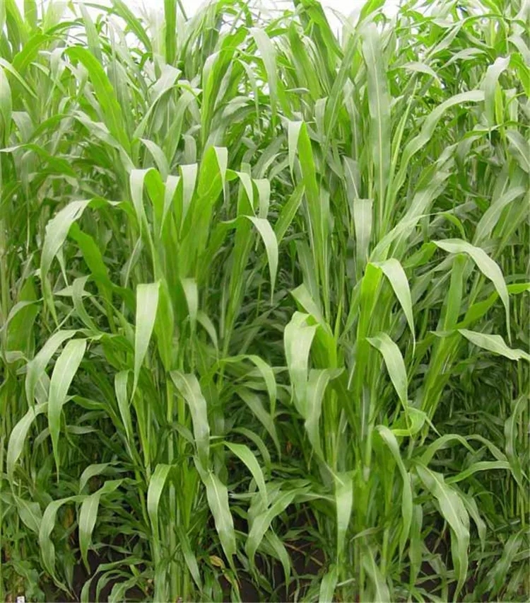  苏丹草种子牧民的饲料草牛马羊鸡鸭兔爱吃的牧草