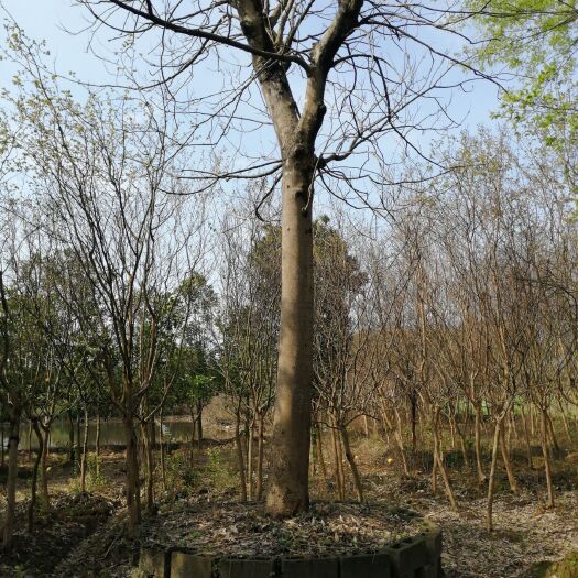 兰溪市无患子树 无患子，品相好，四米开枝，直径30.5