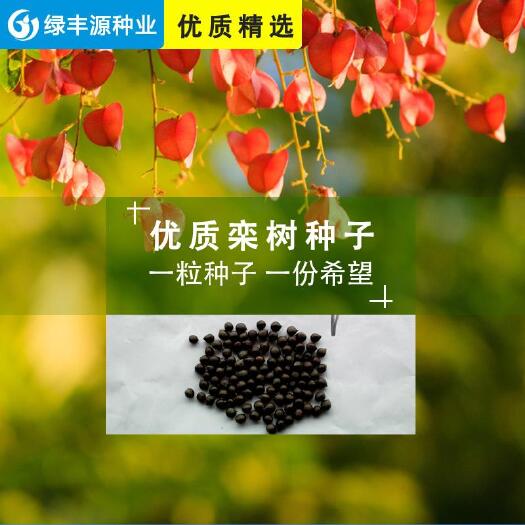 沭阳县栾树种子 南栾种子北栾种子黄山栾种子批发
