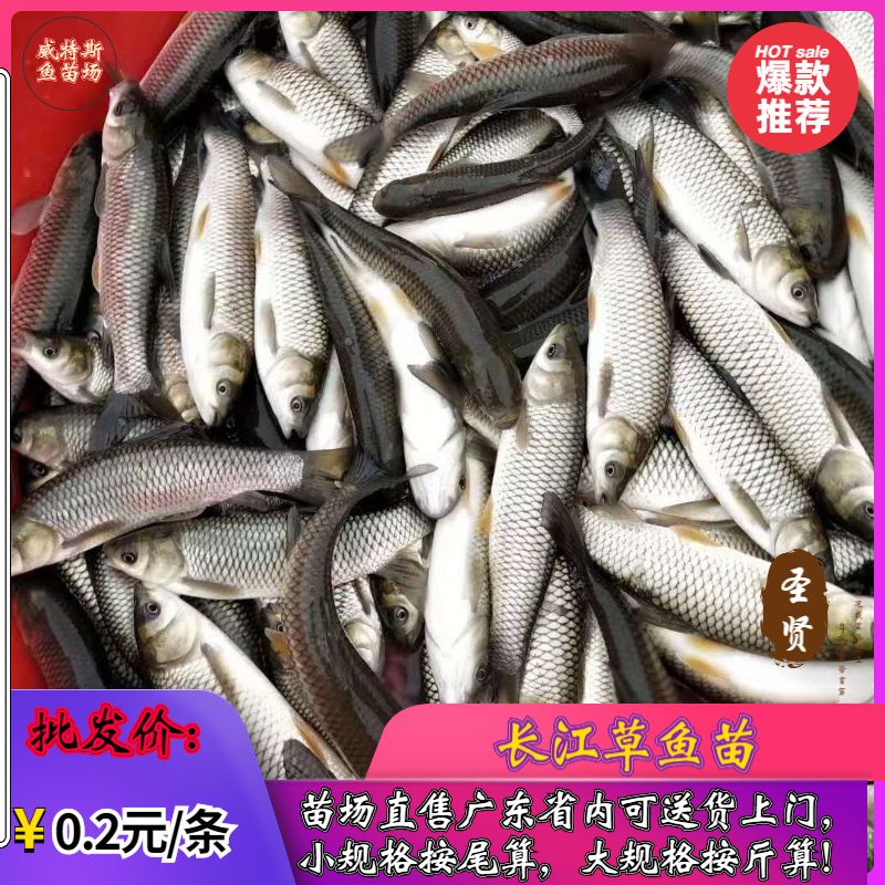  草鱼苗 草鱼水花 草鱼苗