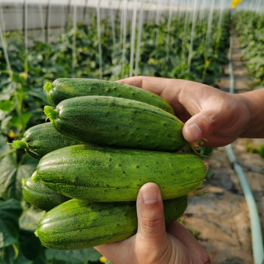 上海 新鲜水果黄瓜