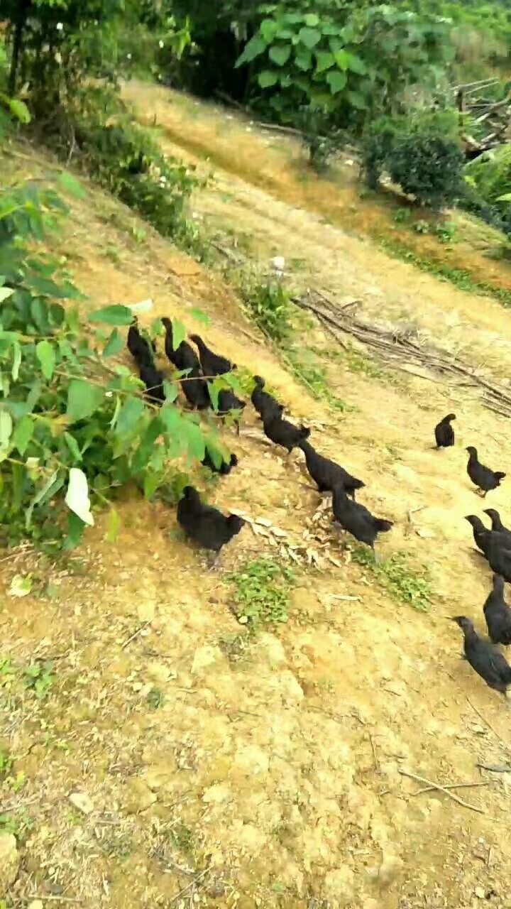  山林放养 清远2号麻鸡