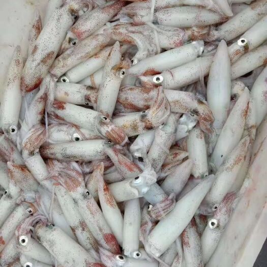 北部湾小鱿鱼