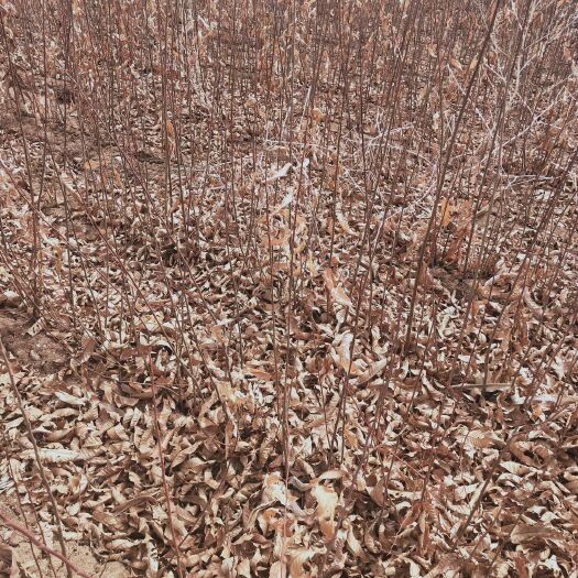 凤城市有机板栗 出售：板栗苗（1~2年）非嫁接
