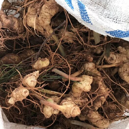 旺苍县姜形黄精 块
