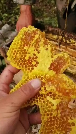  土蜂蜜