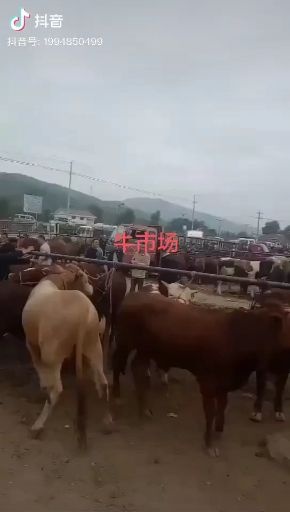 礼县满膘秦川肥母牛