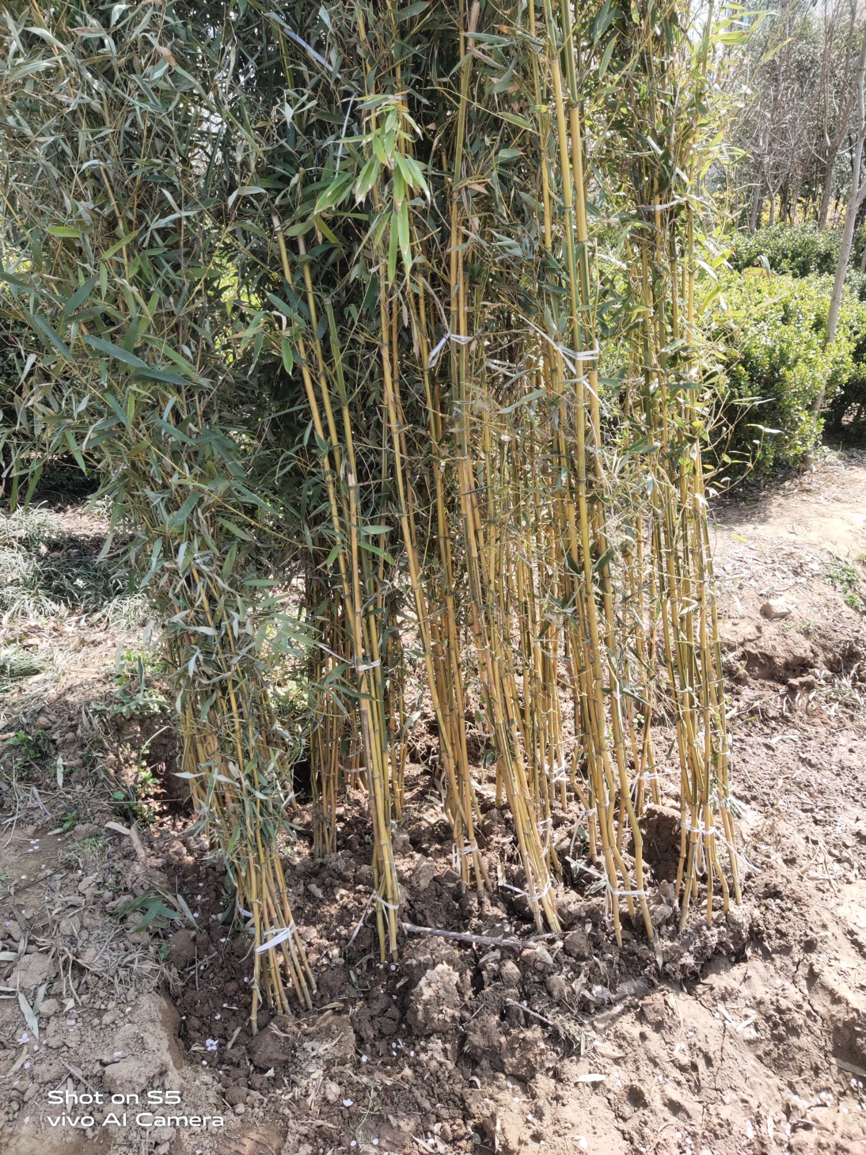 四季青竹 青竹移植苗