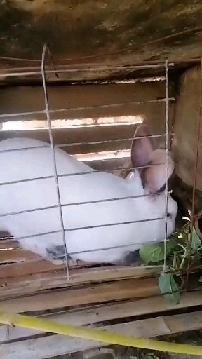 嘉祥县本单位大量供应各种优质种兔，商品肉兔，白条兔肉