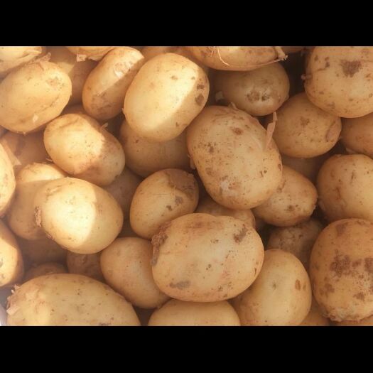 文山市大量批发土豆要的联系