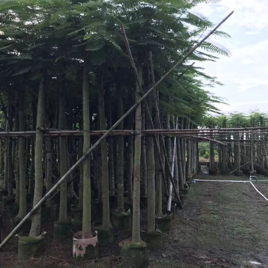 普宁市 常年供应凤凰木4-20公分